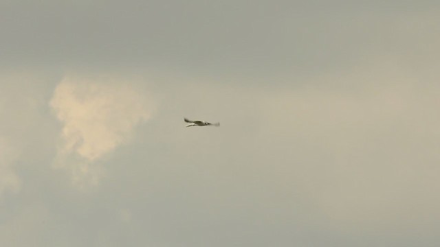 White-tailed Kite - ML216001181