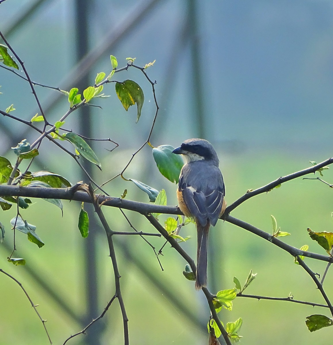 Gray-backed Shrike - ML216003321