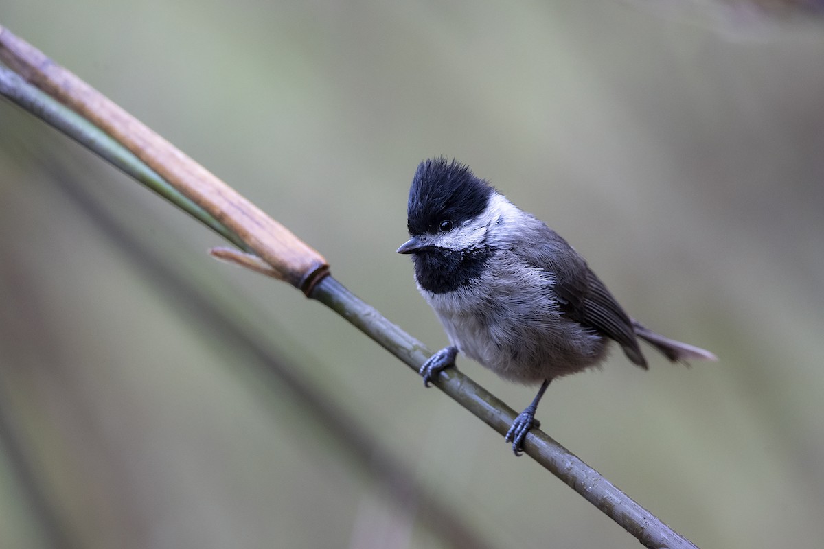 Black-bibbed Tit - Niall D Perrins