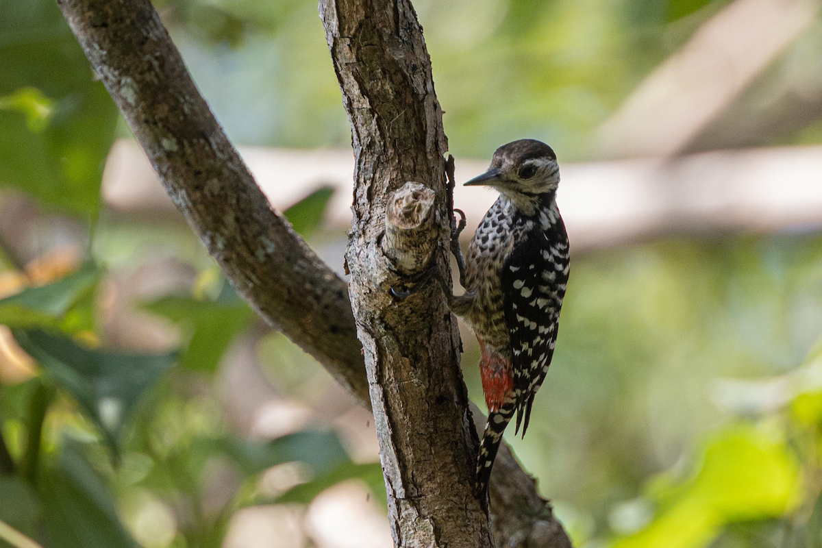 Freckle-breasted Woodpecker - Robert Tizard