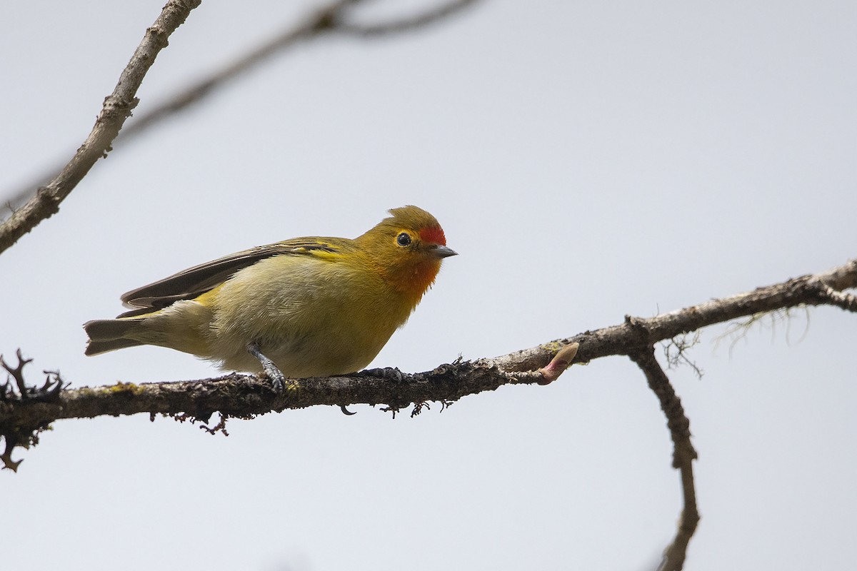 Fire-capped Tit - Niall D Perrins