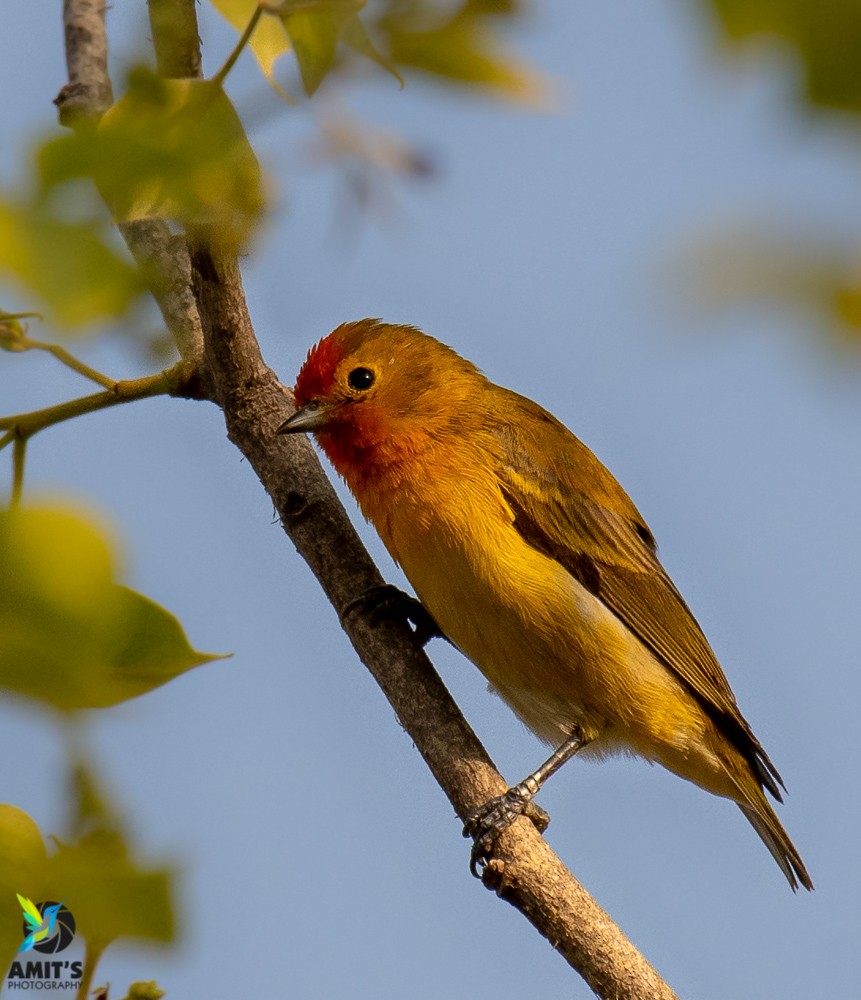Fire-capped Tit - Amit Sharma