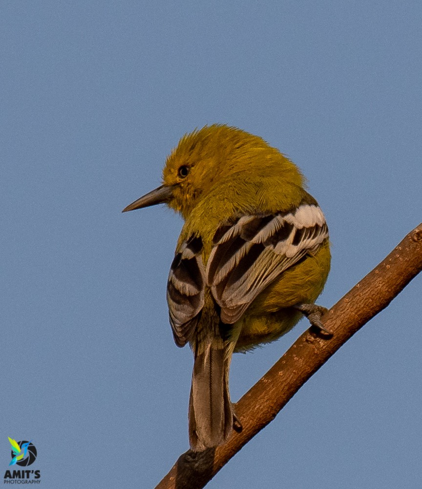 White-tailed Iora - ML216006251