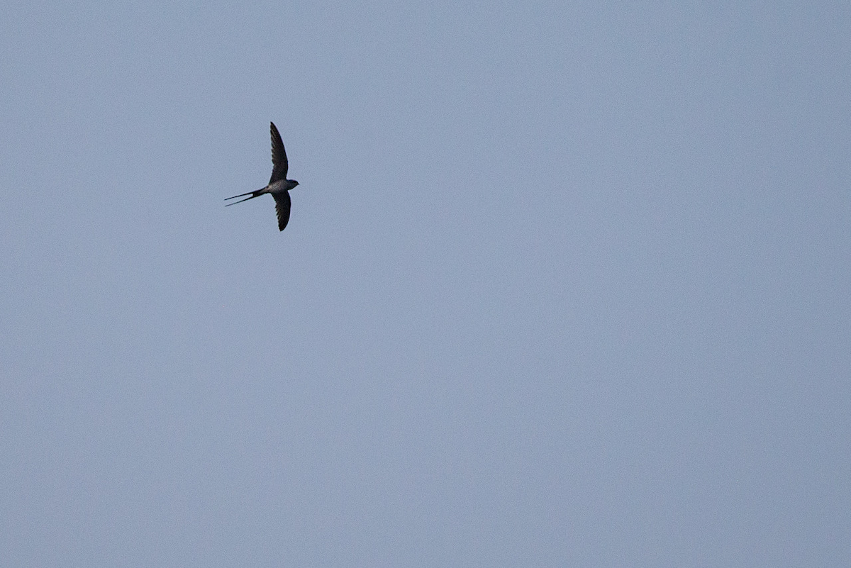 Crested Treeswift - ML216008691