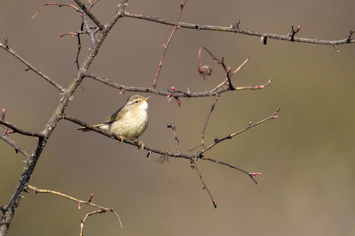 Mosquitero de David - ML216009551