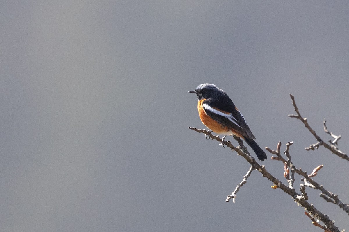 White-throated Redstart - ML216009611