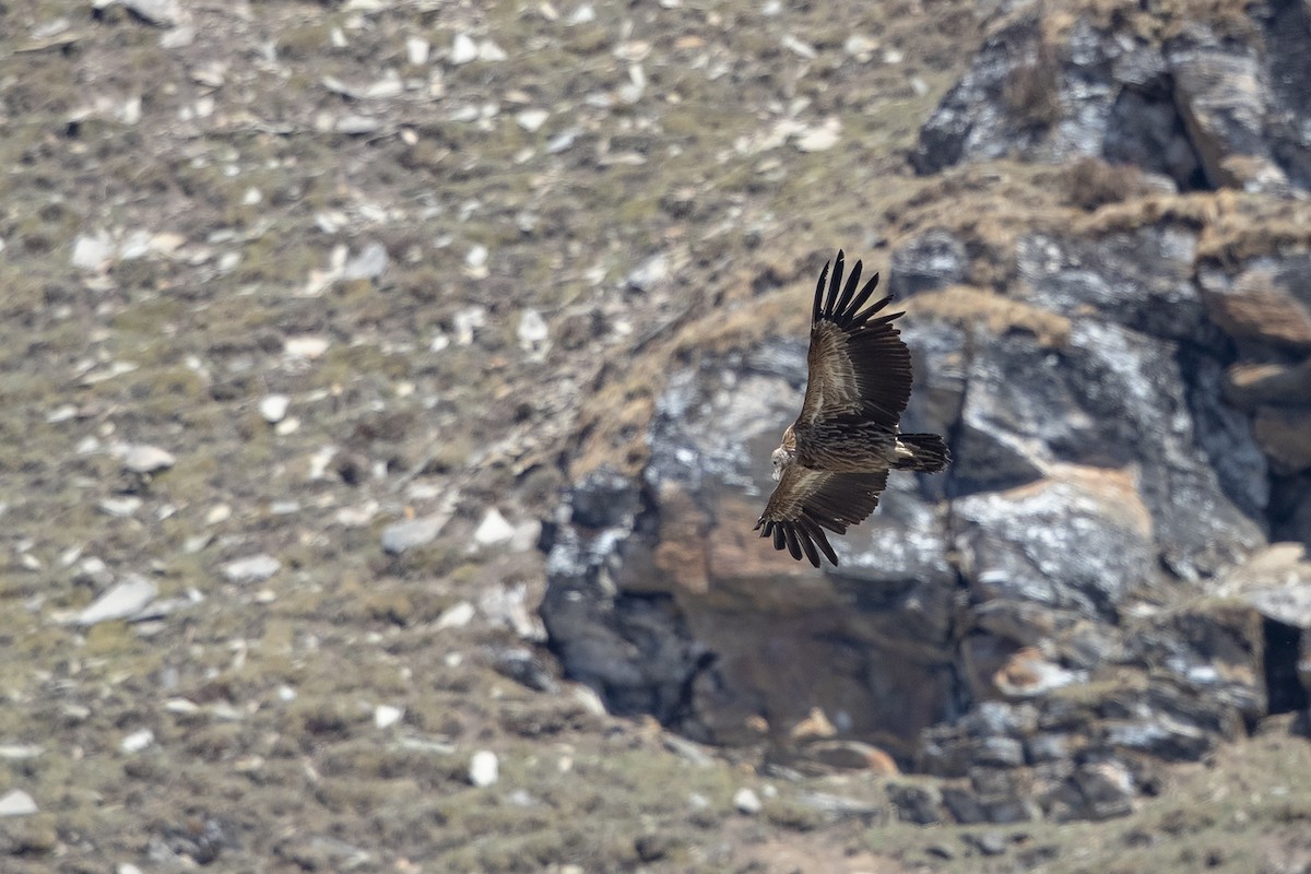 Himalayan Griffon - ML216009651