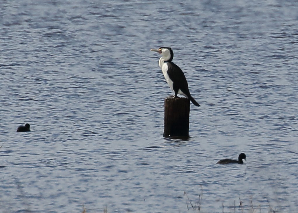 Cormorán Pío - ML216009681