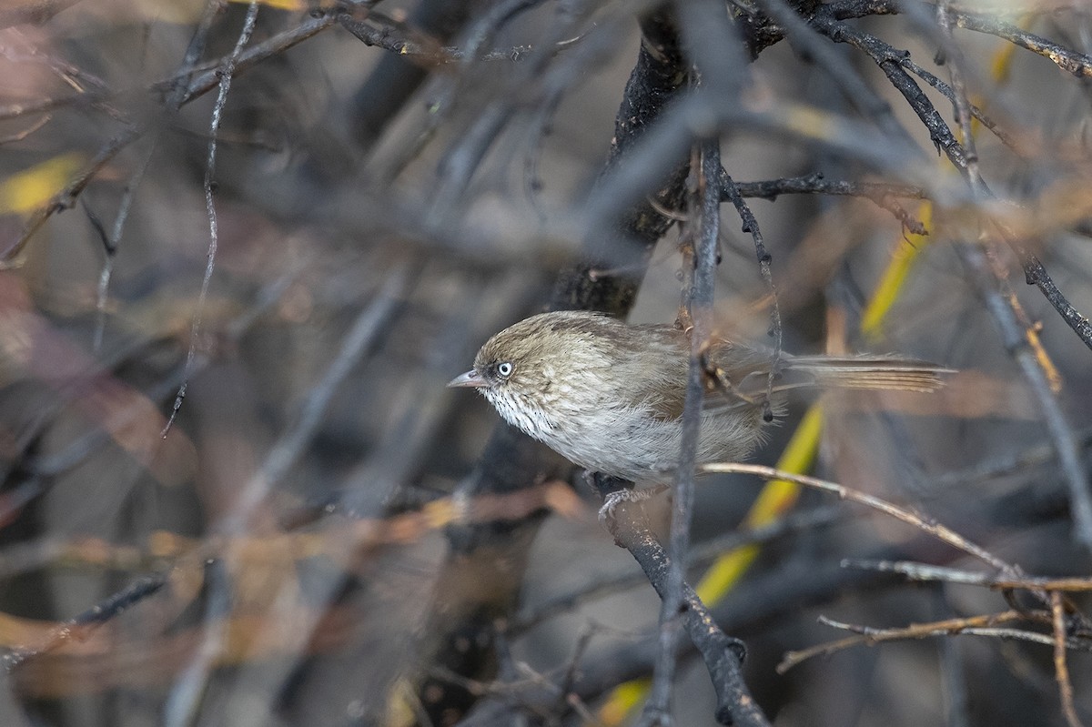 Fulvetta montagnarde - ML216010081