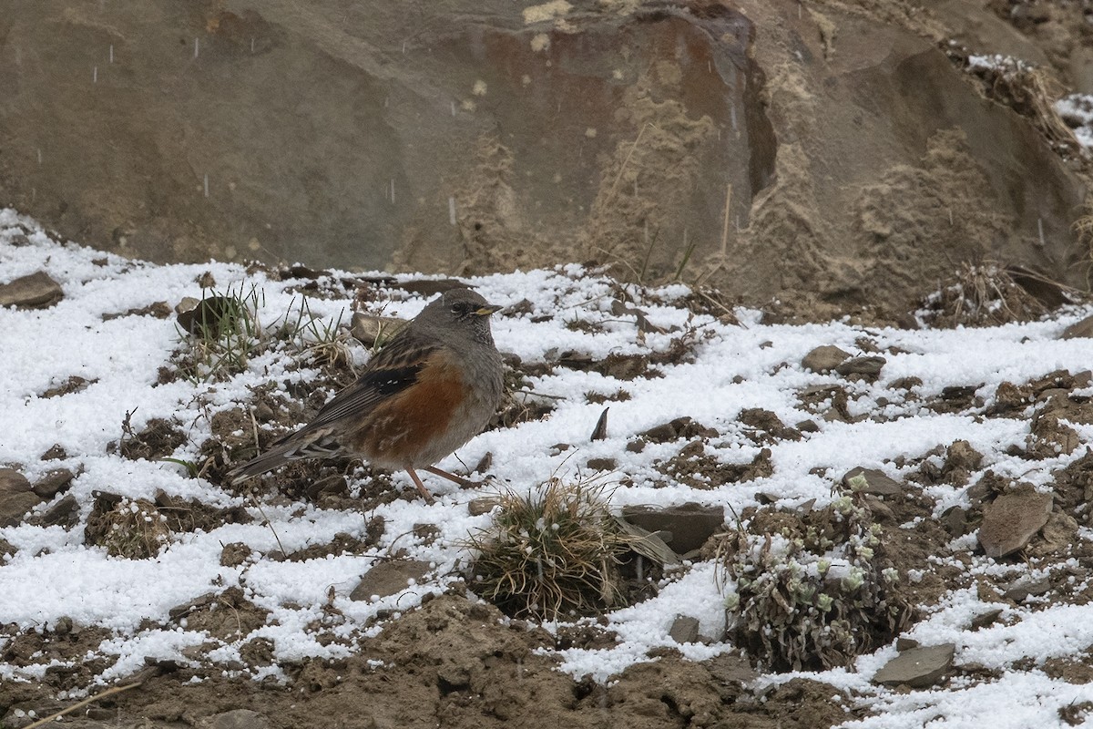 Alpine Accentor - ML216010151