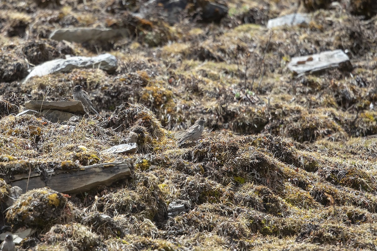 Black-headed Mountain Finch - ML216010481