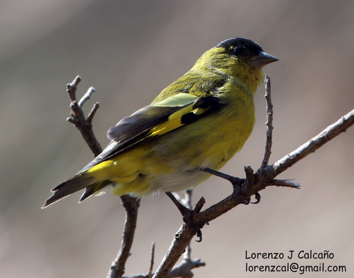 Andean Siskin - ML216010591