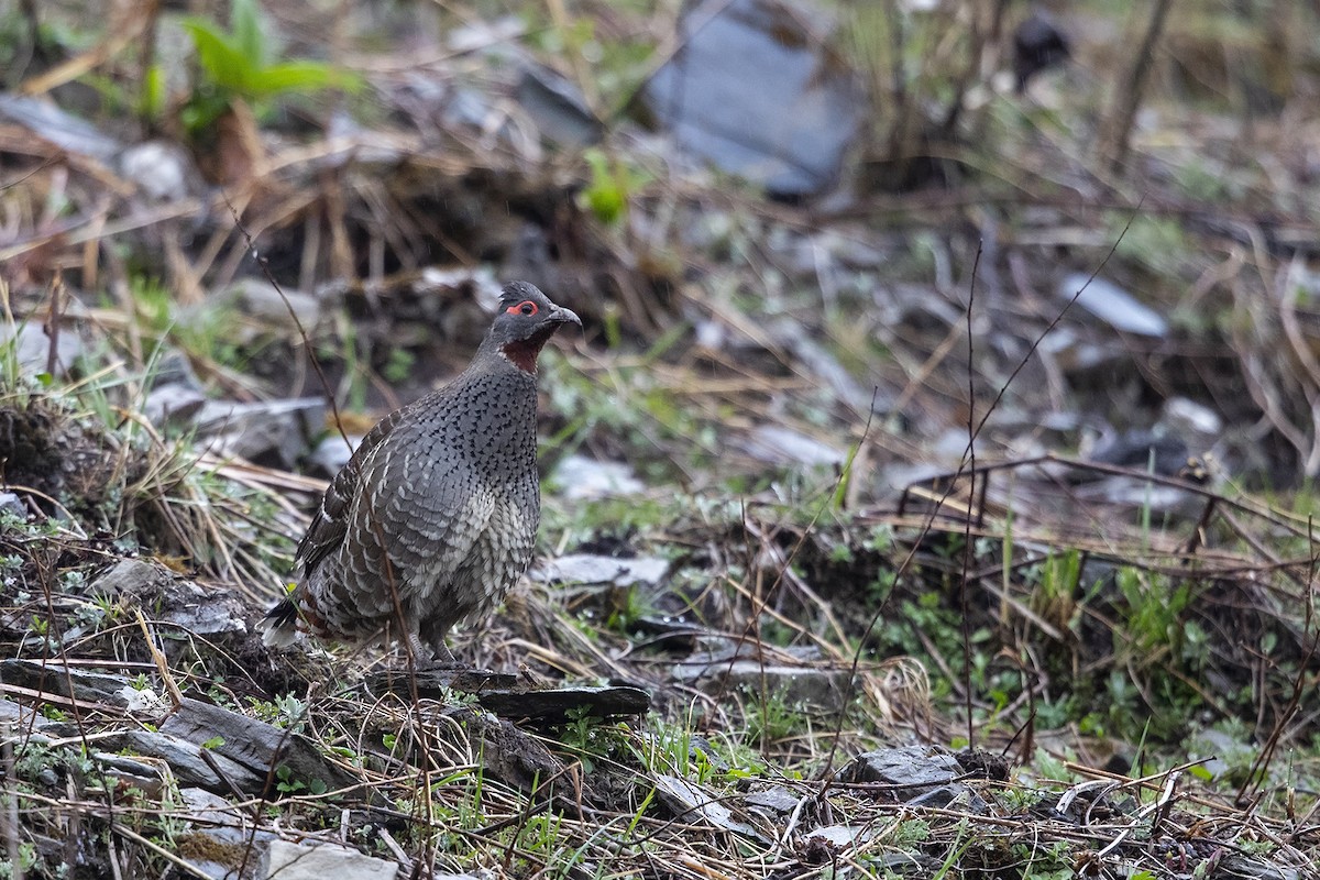 Chestnut-throated Monal-Partridge - ML216010821