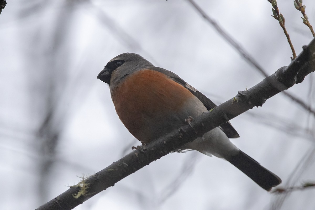 Gray-headed Bullfinch - ML216010851