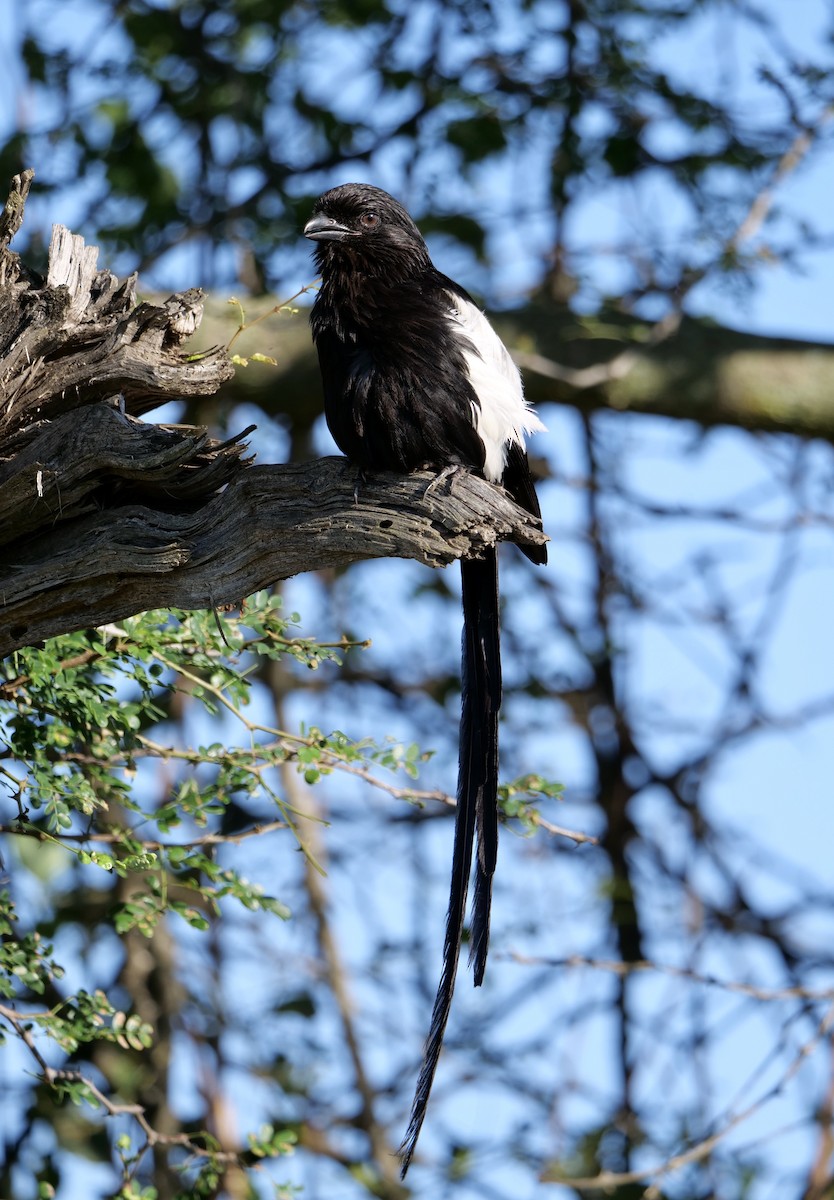 Magpie Shrike - Brigitte Tombers