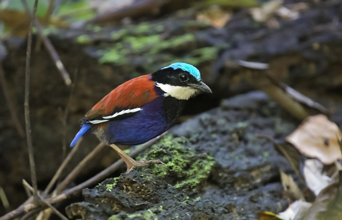 Blue-headed Pitta - Daniel López-Velasco | Ornis Birding Expeditions