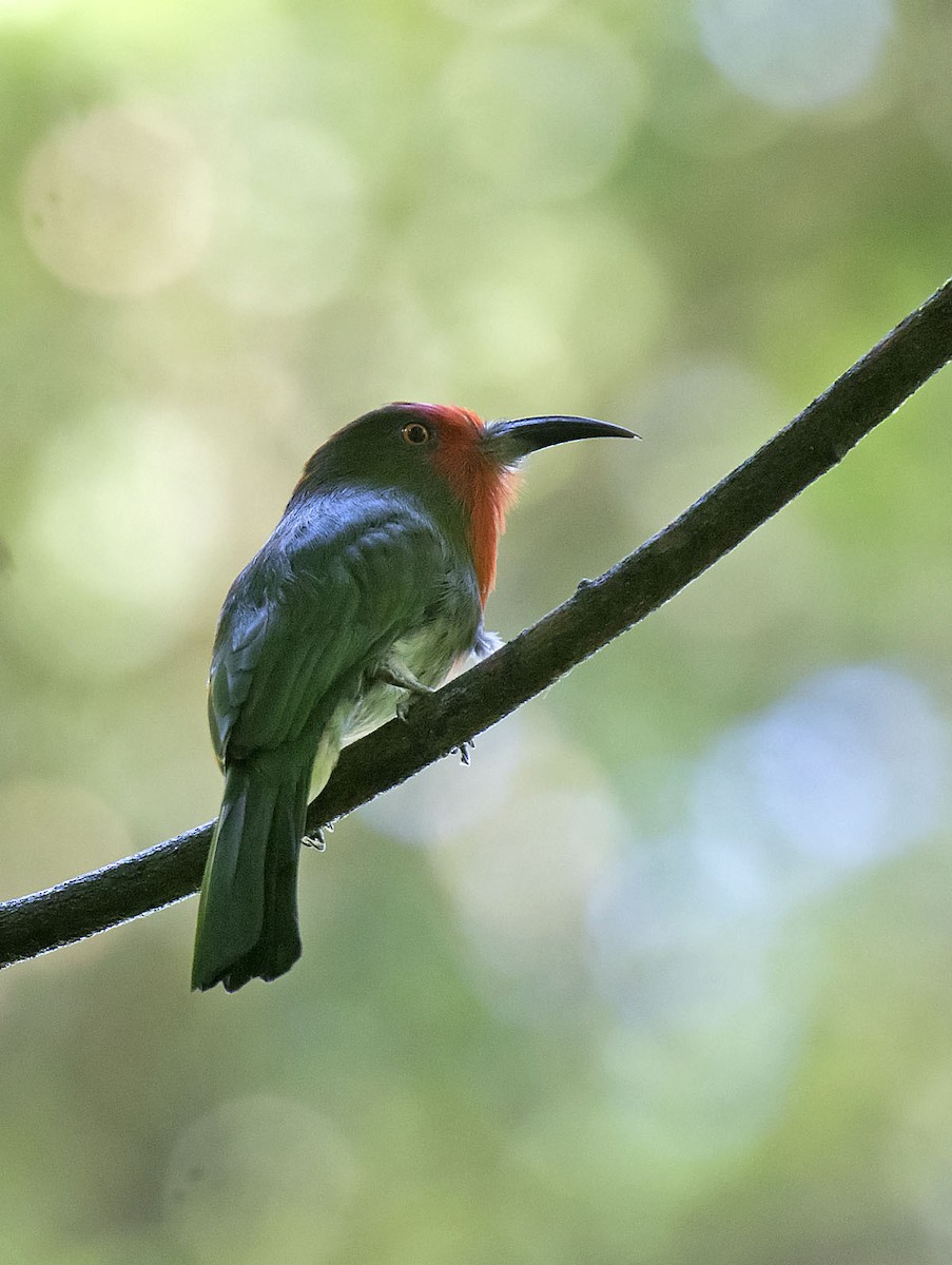 Red-bearded Bee-eater - ML216013681