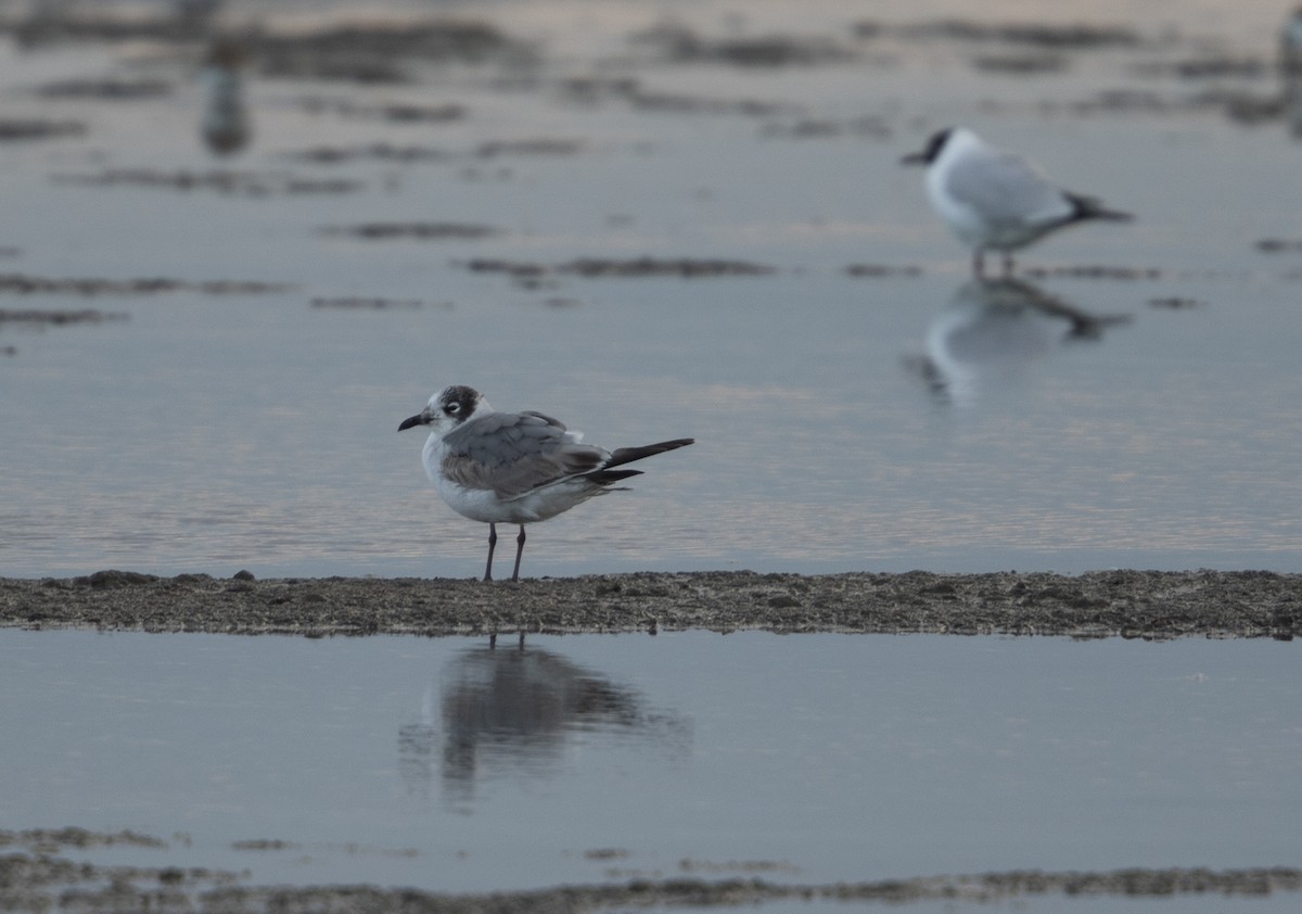 Franklin's Gull - ML216014761