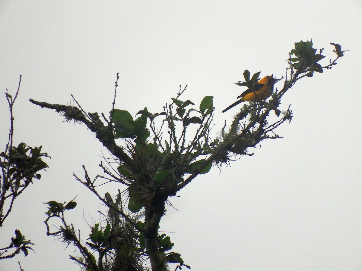 Yellow-backed Oriole - Gilberto Flores-Walter (Feathers Birding)