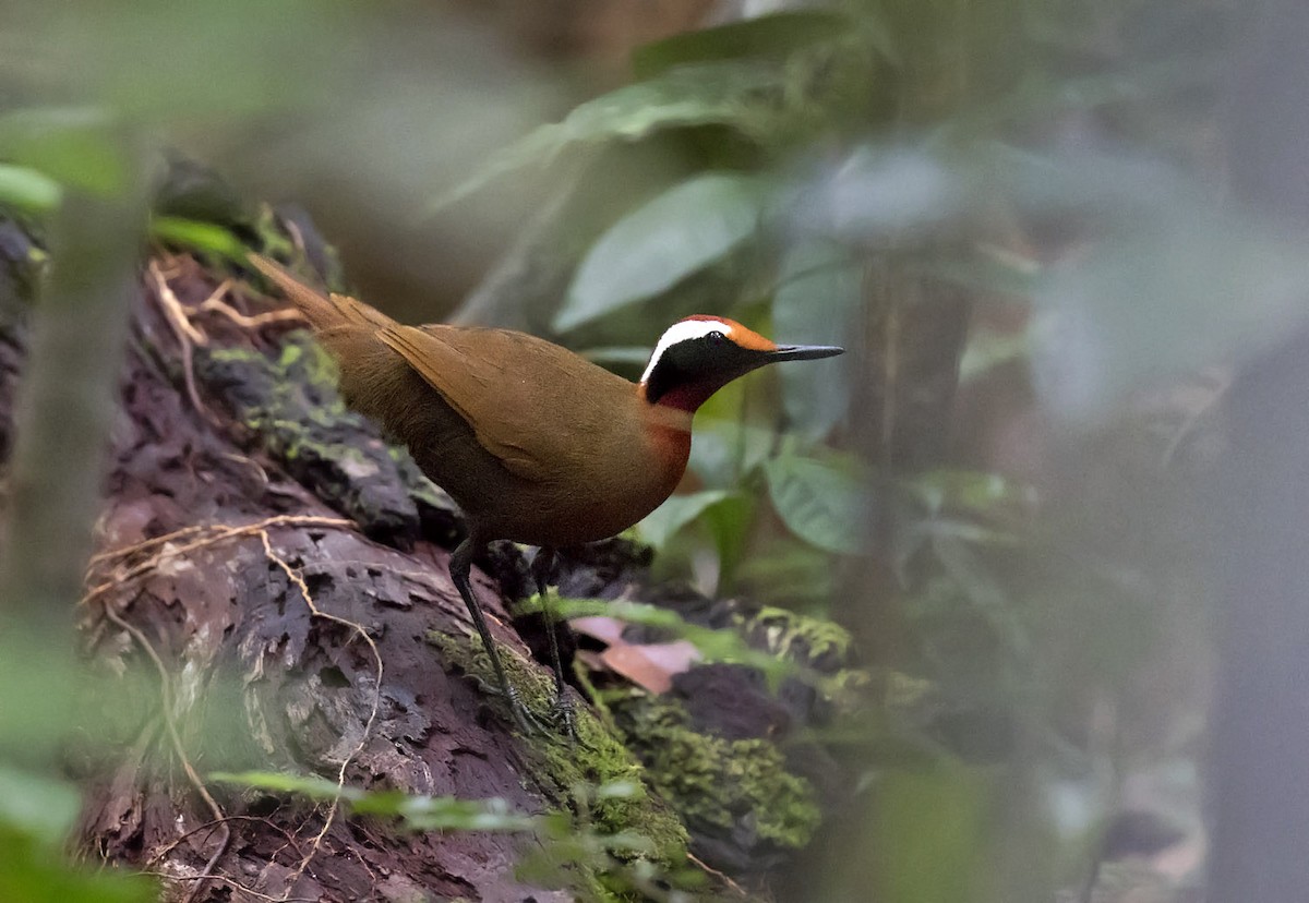 Malaysian Rail-babbler - ML216015721