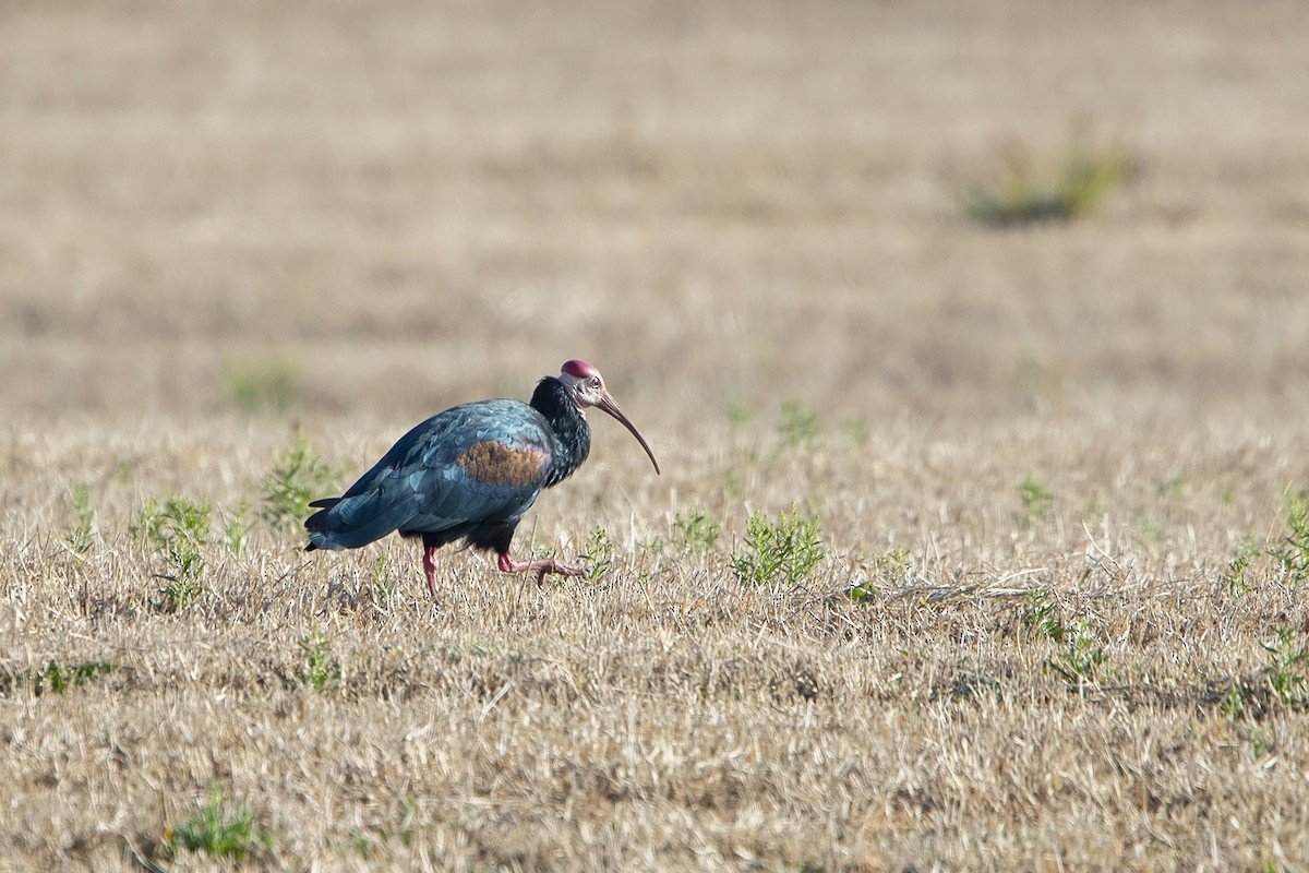 Southern Bald Ibis - ML216016101