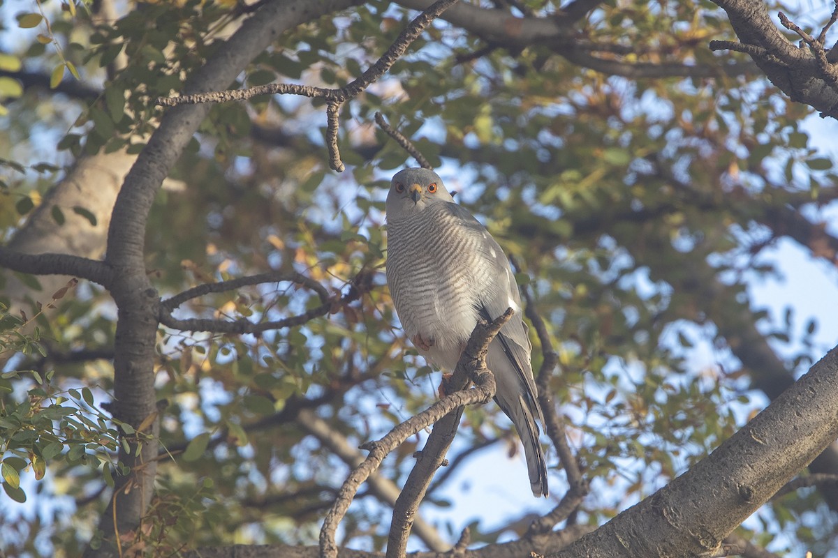 Shikra (African) - ML216016111