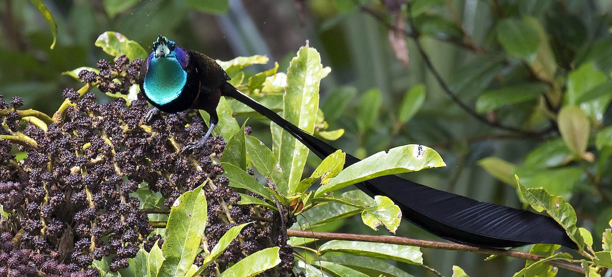 Stephanie's Astrapia - Daniel López-Velasco | Ornis Birding Expeditions