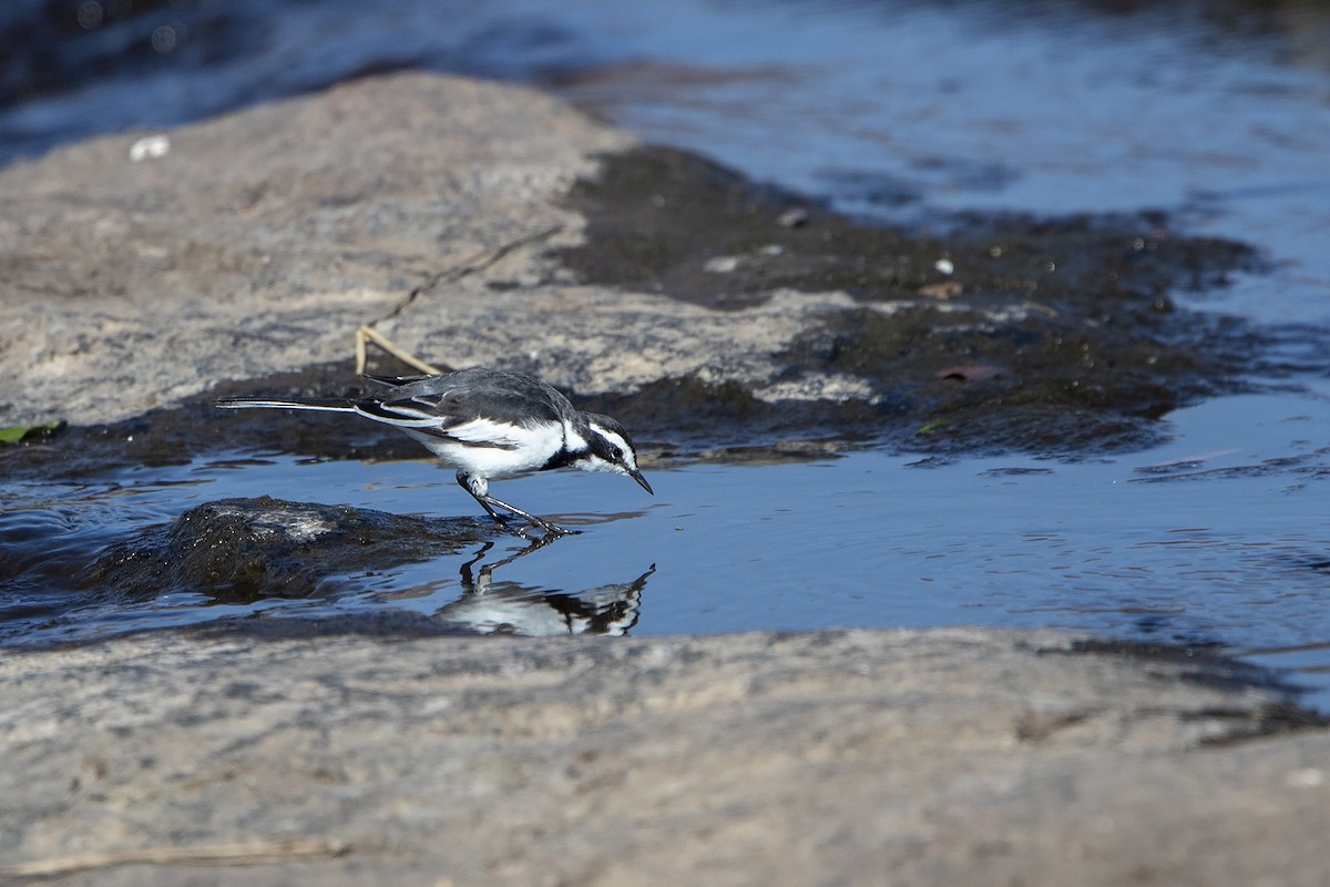 African Pied Wagtail - ML216016241