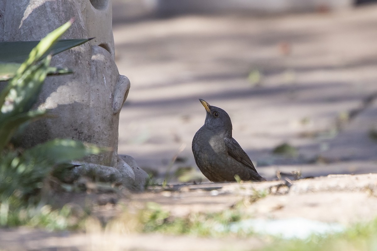 Karoo Thrush - ML216016251