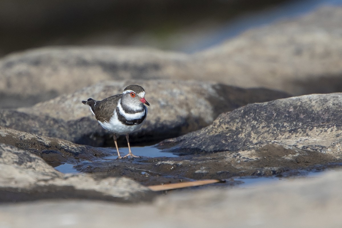 Three-banded Plover (African) - ML216016261