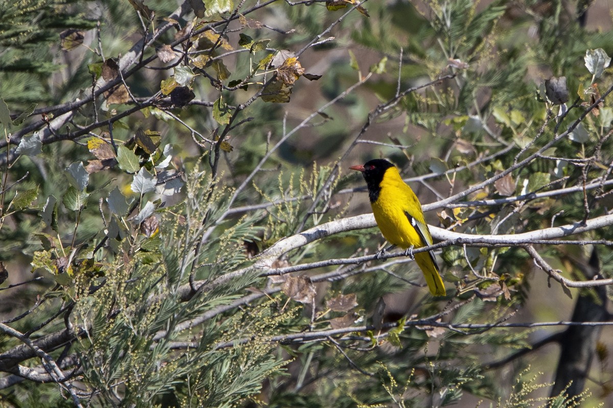 African Black-headed Oriole - ML216016291