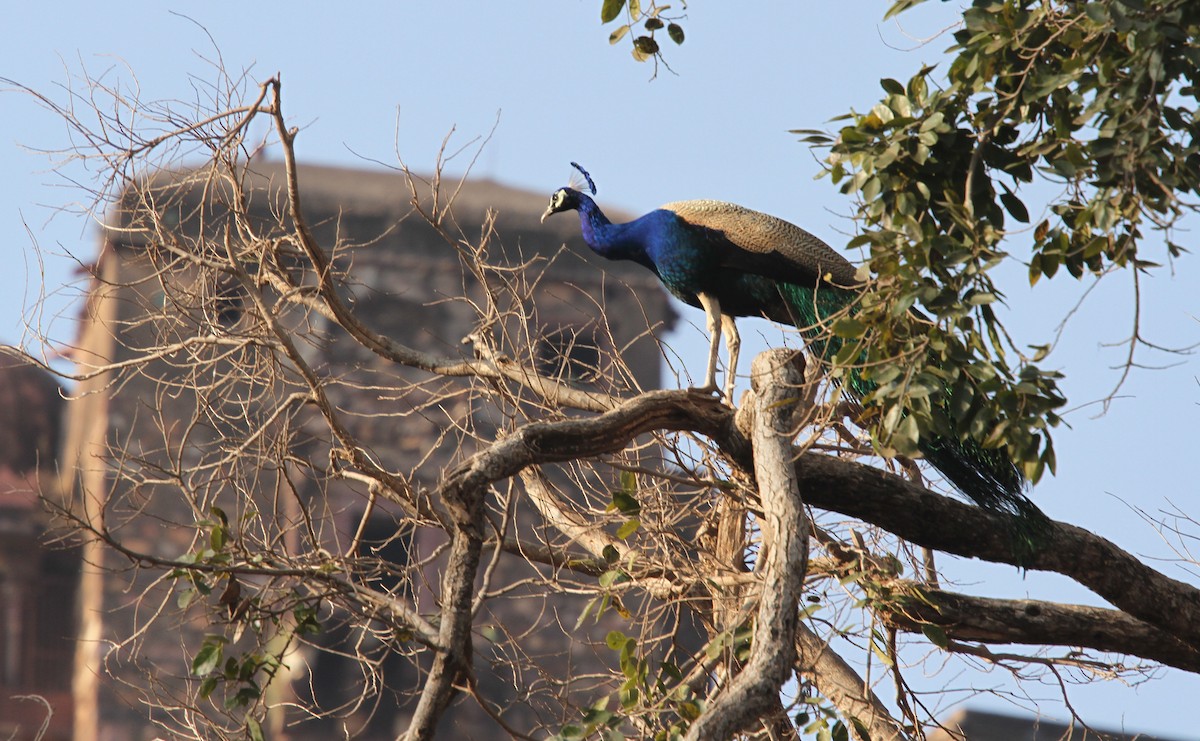 Indian Peafowl - Apollo Gettleman