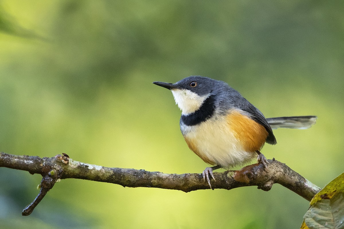 Apalis Cuellinegro - ML216018251