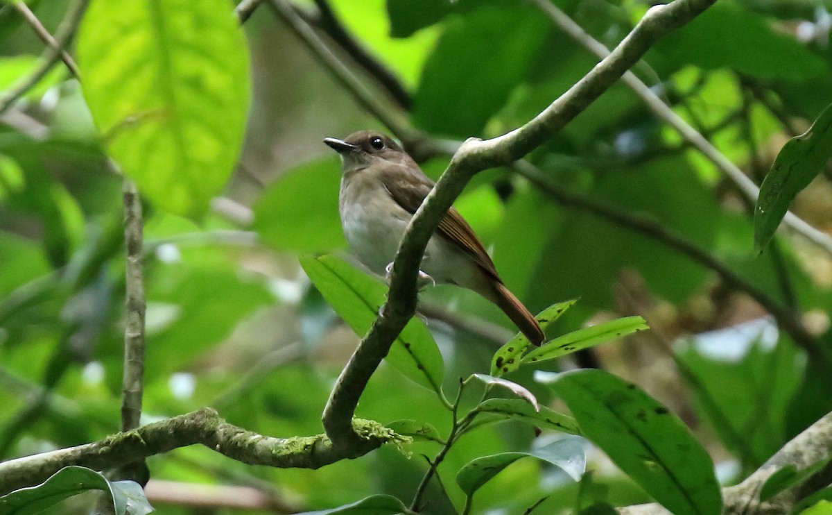 Negros Jungle Flycatcher - ML216018391