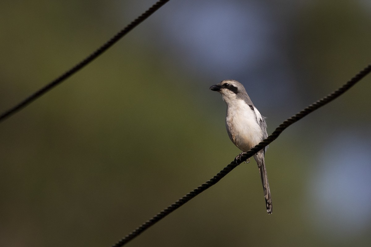 Mackinnon's Shrike - ML216018451