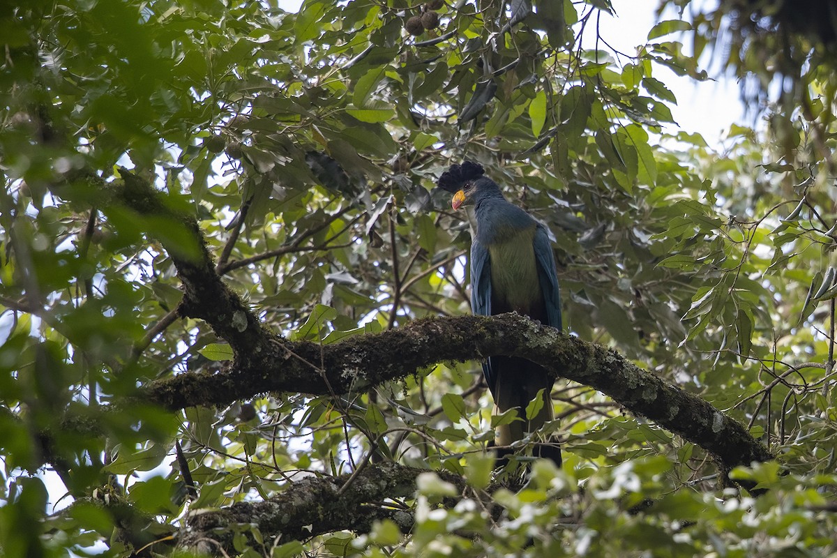 Great Blue Turaco - ML216018561