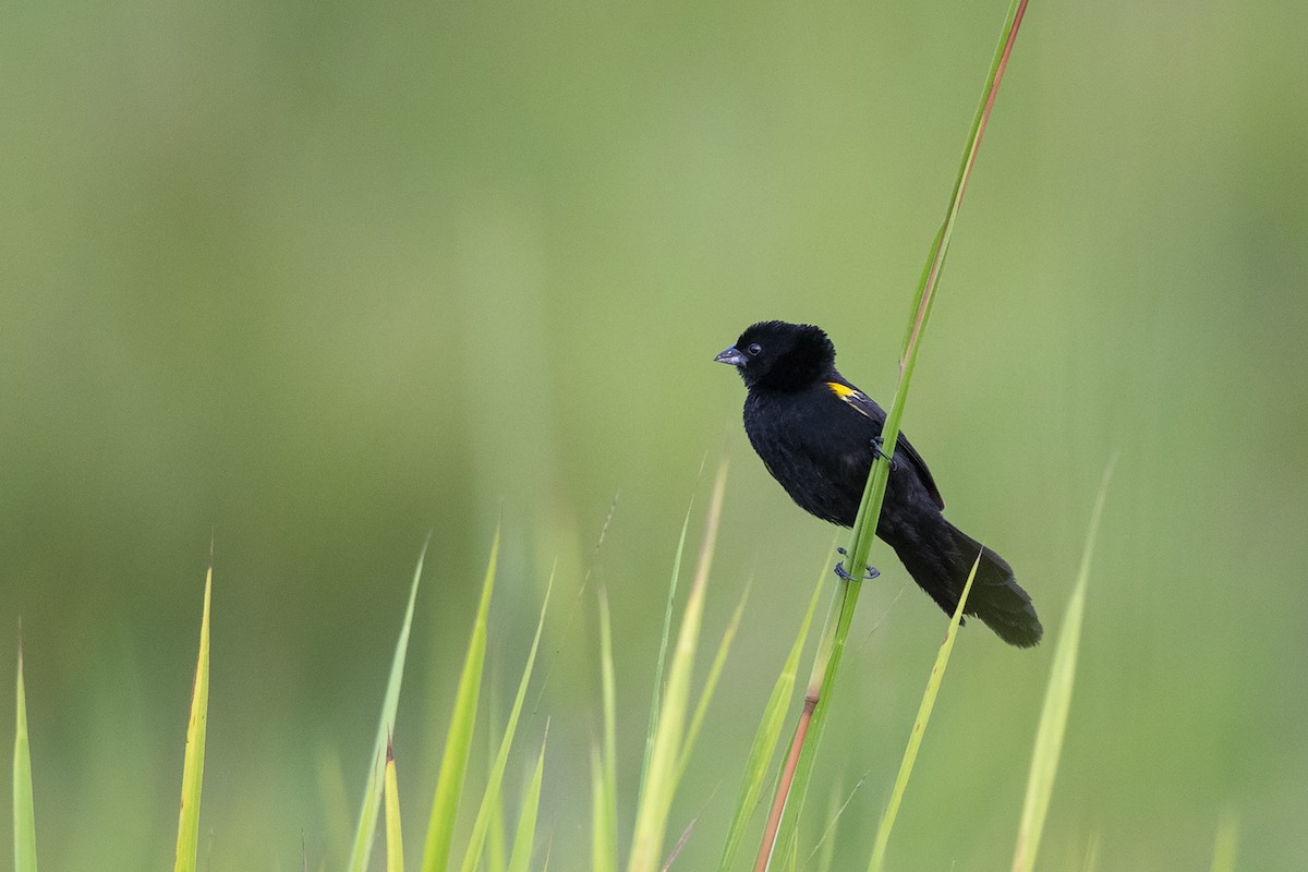 Yellow-mantled Widowbird (Yellow-shouldered) - Niall D Perrins