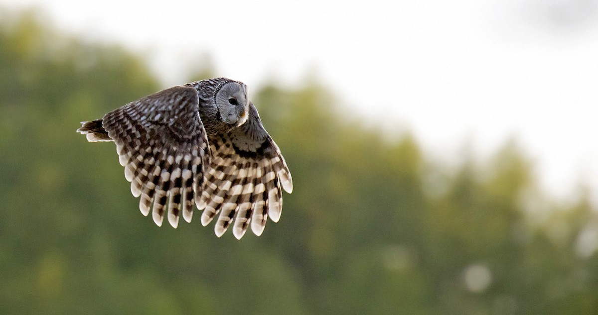 Ural Owl - ML216019261