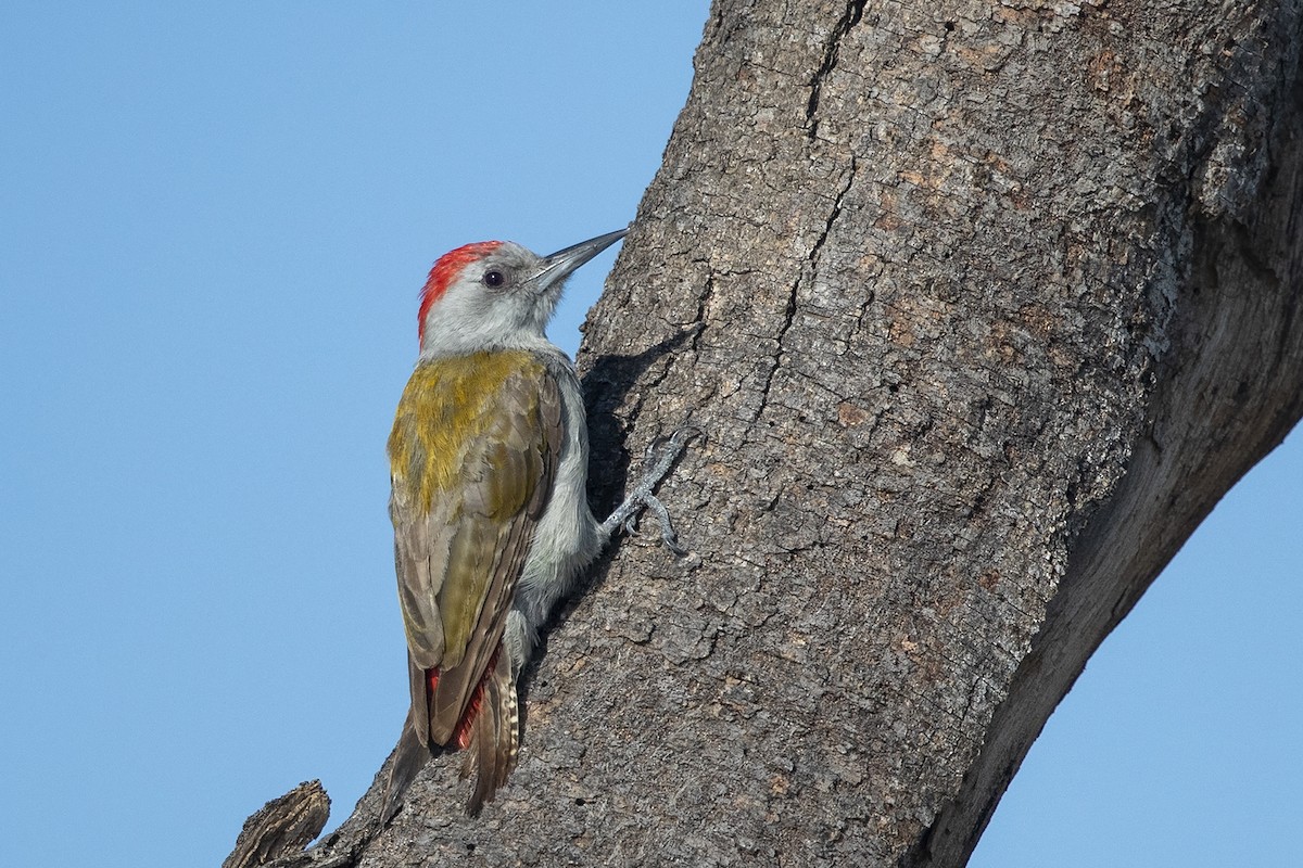 African Gray Woodpecker - Niall D Perrins