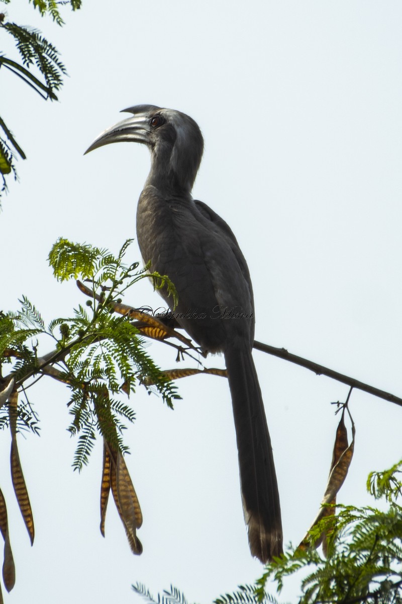 Indian Gray Hornbill - ML216019911