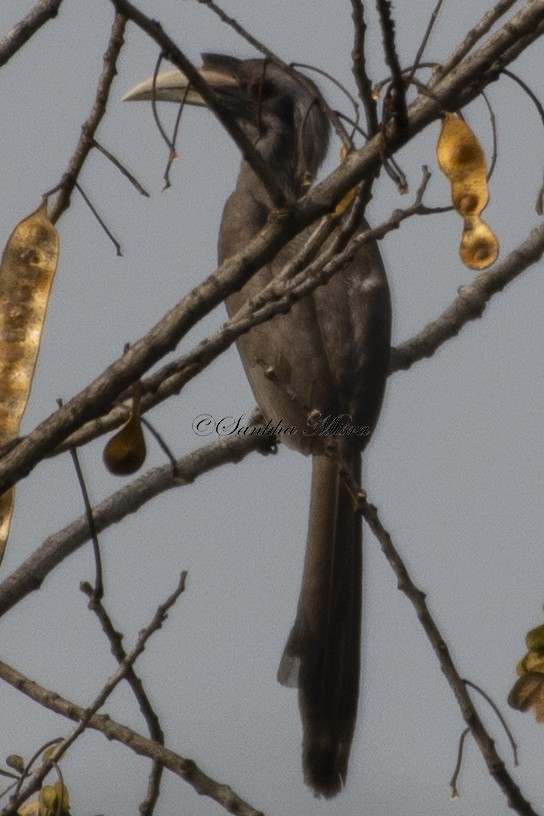 Indian Gray Hornbill - ML216019921