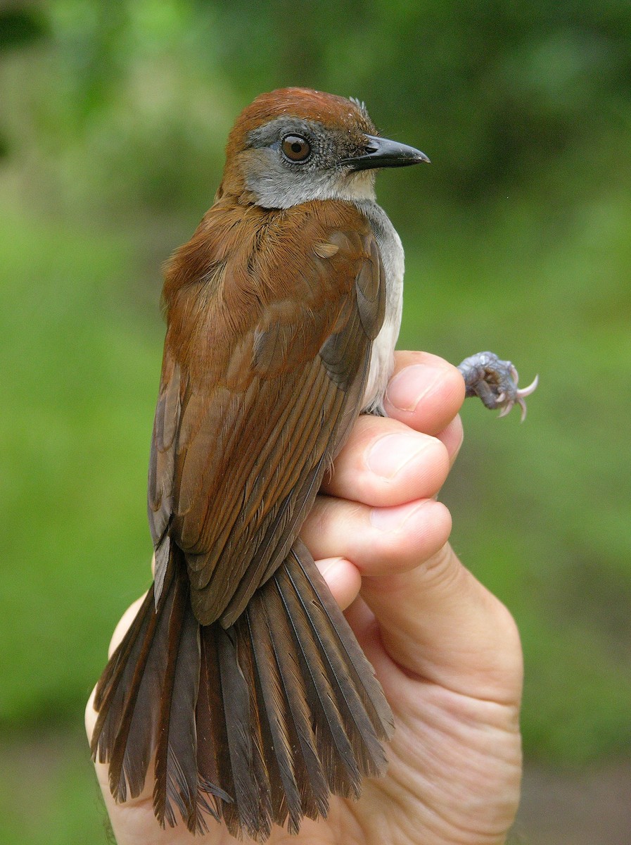 Fire-crested Alethe - Tony King