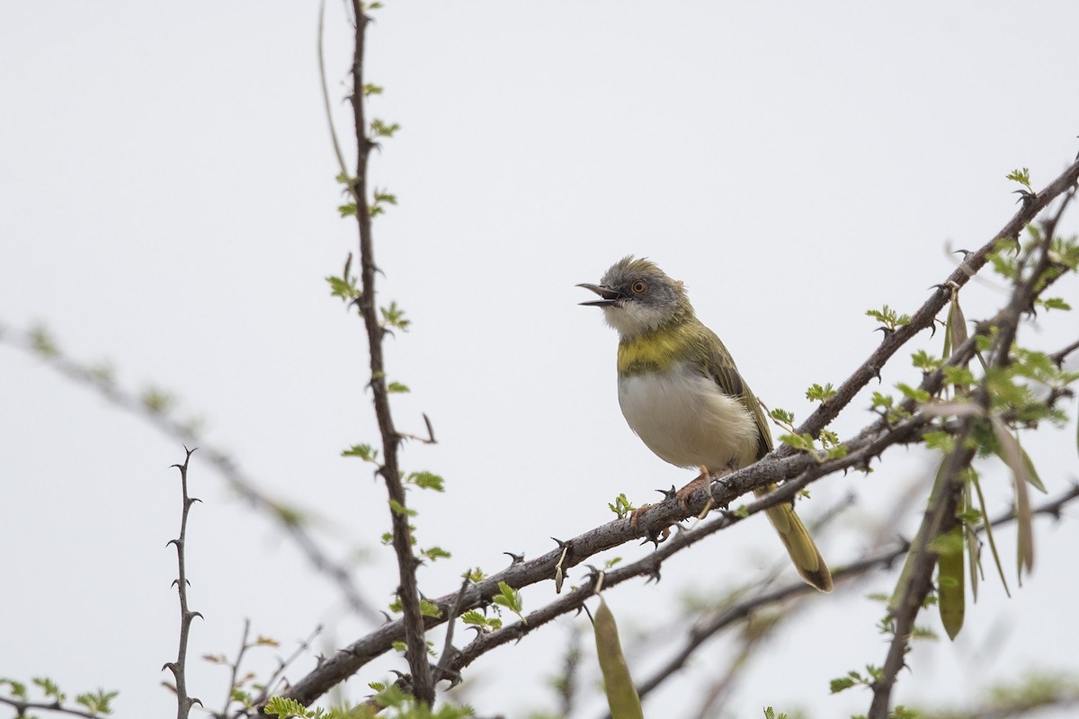 Yellow-breasted Apalis (Brown-tailed) - ML216020241