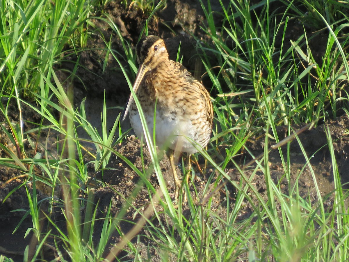 Common Snipe - ML216020271