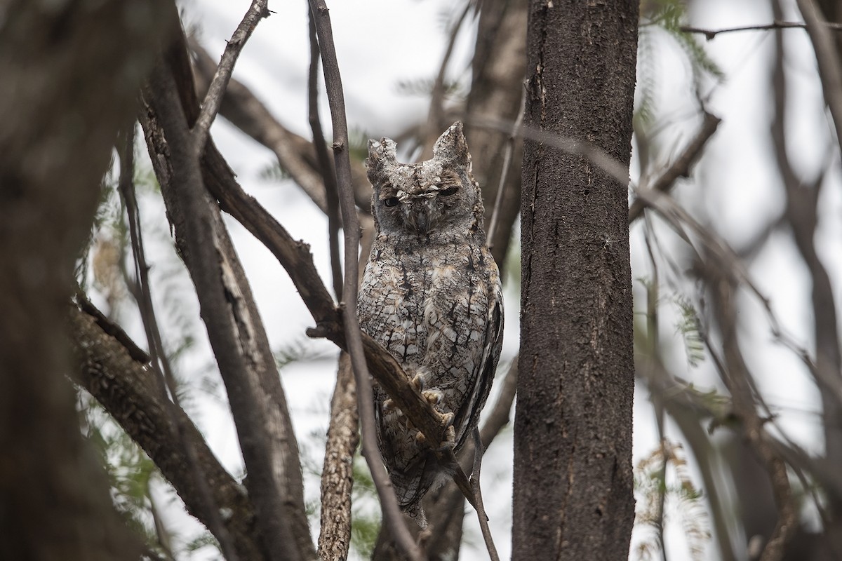 African Scops-Owl (African) - ML216020461