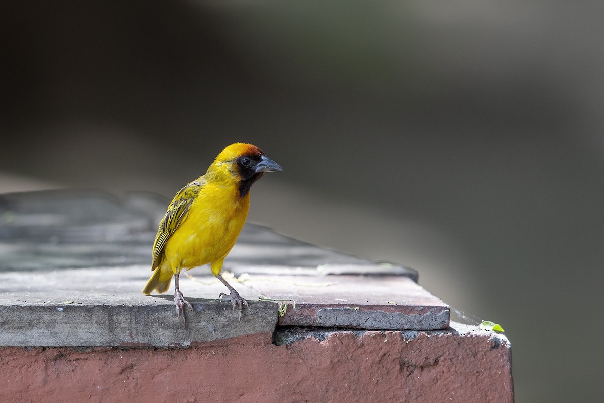 Northern Masked-Weaver - ML216020691