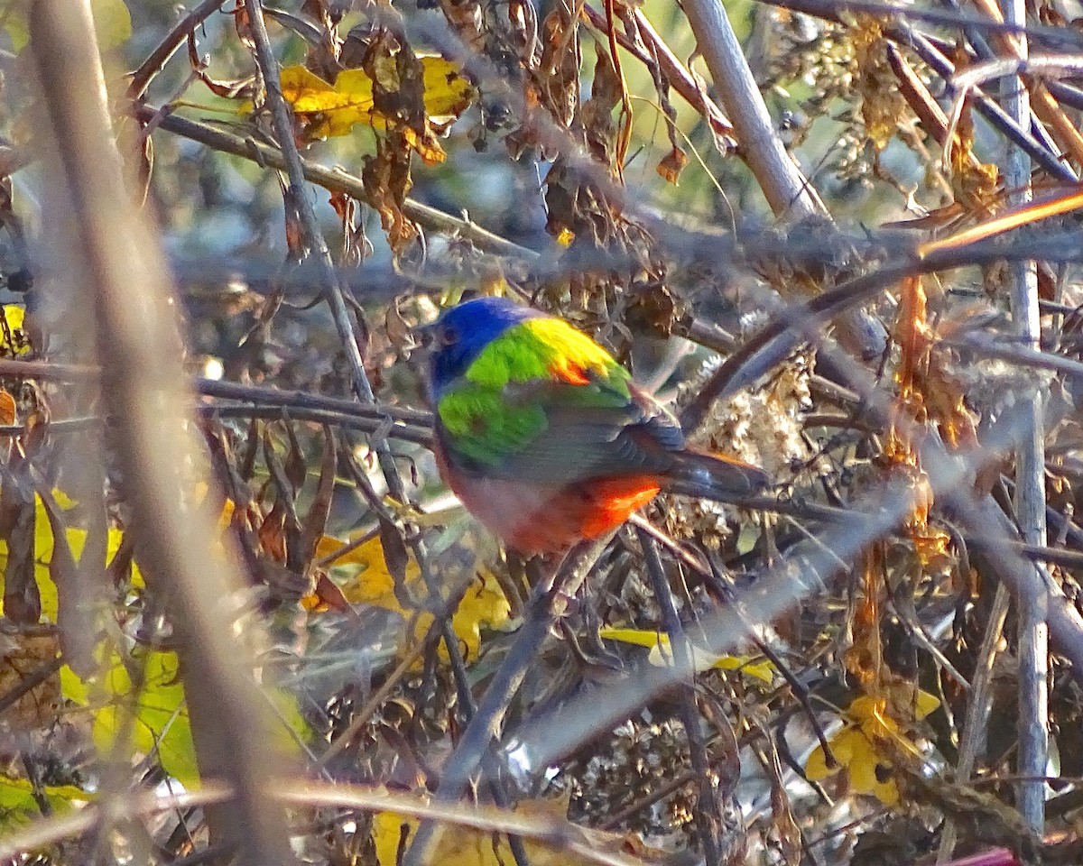 Painted Bunting - Josh Russell