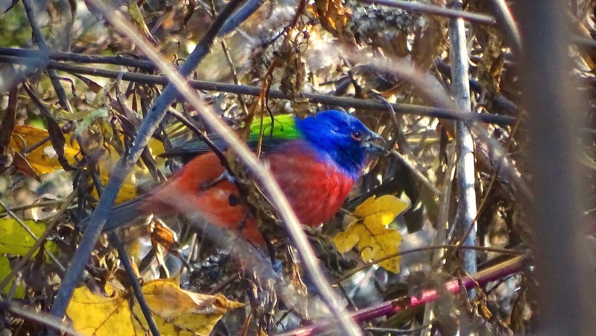 Painted Bunting - ML21602121