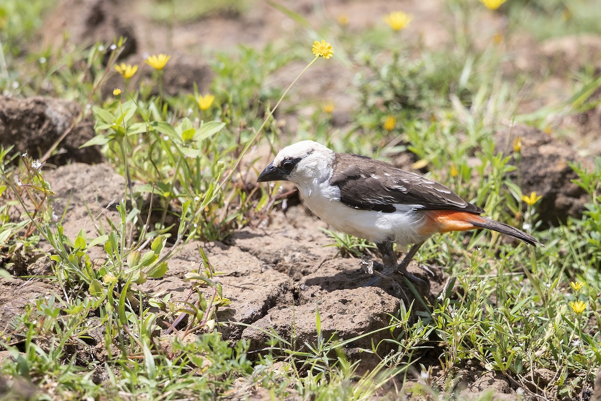 White-headed Buffalo-Weaver - ML216022301