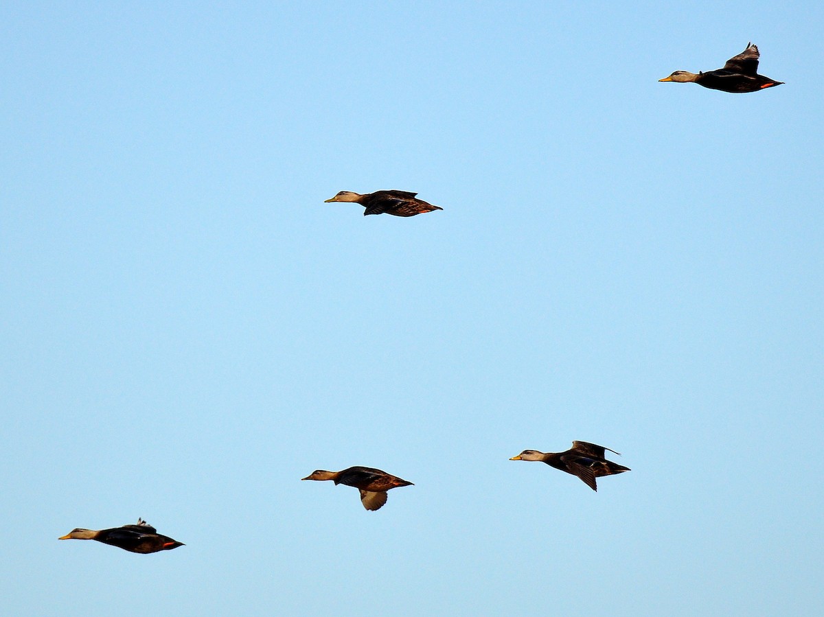 American Black Duck - ML21602261